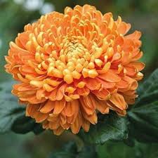 Yellow &amp; Orange Chrysanthemum Flower Seeds for Planting | Heirloom Non-GMO High Germination Organic Garden Seeds