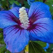 Deep Blue Hibiscus Flower Seeds for Planting – Heirloom, Non-GMO, Premium Organic Garden Seeds