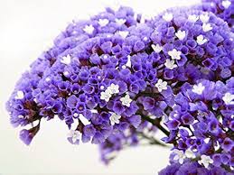 Heirloom Statice Flower Seeds for Planting – Vibrant Colors, Non-GMO, High Germination Organic Garden Seeds