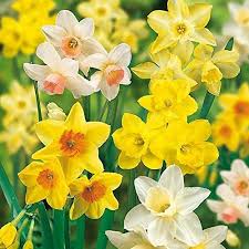 Daffodil Flower Seeds for Planting – Heirloom, Non-GMO, High Germination Organic Garden Seeds