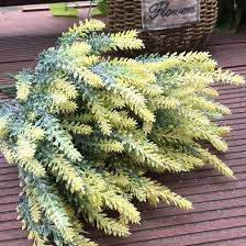 Light Yellow Lavender Flower Seeds for Planting – Heirloom, Non-GMO, Premium Quality Organic Garden Seeds