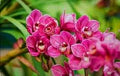 Thick Pink Orchid Flower Seeds for Planting – Heirloom, Non-GMO, Fragrant Garden Blooms