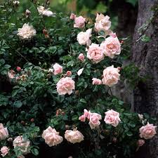 Pink Dawn Rose Flower Seeds for Planting – Heirloom, Non-GMO, High Germination Garden Seeds