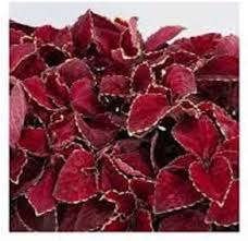 Burgundy Coleus Flower Seeds for Planting – Heirloom, Non-GMO, Long Bloom Season Organic Garden Seeds