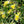 Yellow Oxalis Laciniata Flower Seeds – Hardy Variety, Heirloom, Non-GMO & High Germination Organic Garden Seeds