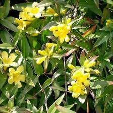 Yellow Oxalis Laciniata Flower Seeds – Hardy Variety, Heirloom, Non-GMO & High Germination Organic Garden Seeds