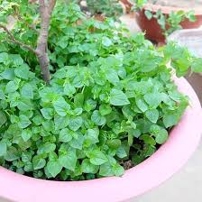 Peperomia Pellucida Rau Cang Cua Flower Seeds for Planting – Heirloom, Non-GMO, High Germination