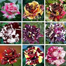 Dragon Rose Mixed Color Flower Seeds for Planting – Heirloom, Non-GMO, High Germination Organic Garden Seeds