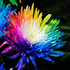 Rainbow Chrysanthemum Seeds for Planting – Pollinator Friendly, Heirloom, Non-GMO Garden Seeds