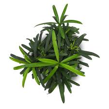 Podocarpus Macrophyllus Seeds for Planting – Compact Growth, Heirloom & Non-GMO