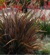 Red Phormium Flower Seeds for Planting – Heirloom, Non-GMO, Premium Quality Organic Garden Seeds