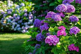 Mixed Hydrangea Flower Seeds for Planting – Border-Perfect Heirloom, Non-GMO, High Germination Garden Seeds