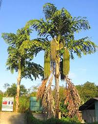 Fishtail Palm (Caryota Mitis) Flower Seeds for Planting – Hardy Variety, Heirloom, Non-GMO, High Germination