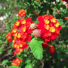 Orange Red Lantana Flower Seeds for Planting – Heirloom Non-GMO, High Germination Organic Garden Seeds