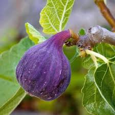 Purple Figs fruit seeds for planting - Heirloom & Non-GMO Garden seeds ...