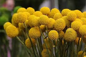 Craspedia Flower Seeds for Planting – Easy to Grow, Heirloom, Non-GMO, High Germination Garden Seeds