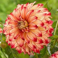 Mixed Two Color Dahlia Flower Seeds – Non-GMO, High Germination Heirloom Organic Garden Seeds