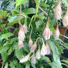 Heirloom Pentaphyllum Flower Seeds – Non-GMO, High Germination Organic Garden Seeds