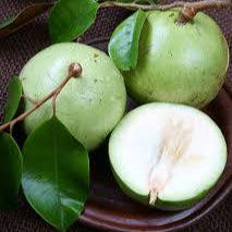 Fresh Vietnam Milk Melon Fruit Seeds for Planting - Heirloom & Non-GMO Garden Seeds