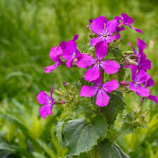 Lunaria Annua Flower Seeds for Planting – Wildflower Mix Heirloom Non-GMO Organic Garden Seeds