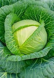 Cabbage TEMP Flat Hybrid Seeds – High-Yield, Non-GMO Flat Head Seeds for Planting in Temperate & Transitional Climates
