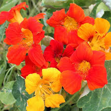 Yellow Red Nasturtium Flower Seeds for Planting – Heirloom Non-GMO, High Germination Organic Garden Seeds