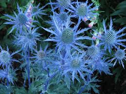Sea Blue Holly Flower Seeds for Planting – Heirloom, Non-GMO, Seasonal Bloomer Organic Garden Seeds
