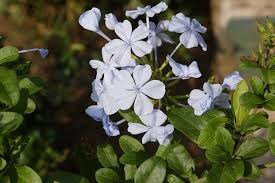 Heirloom Plumbago Flower seeds for Planting - Cut Flower Favorite, Heirloom & GMO Free Seeds for Home Garden, 100 pcs