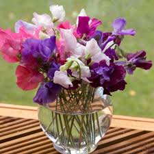 Heirloom Sweet Pea Flower Seeds for Planting – Non-GMO, Cottage Garden Organic Garden Seeds