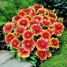 Red Arizona Flower Seeds for Planting – Drought Tolerant Heirloom Non-GMO Seeds