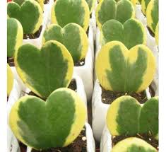 Green Hoya Kerrii Flower Seeds for Planting | Heirloom Non-GMO Organic Garden Seeds
