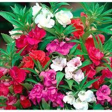 Heirloom Impatiens Flower Seeds – Non-GMO, High Germination Organic Garden Seeds