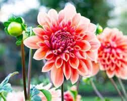 Dahlia Flower Seeds for Planting – Sun Loving, Heirloom, Non-GMO, High Germination Garden Seeds