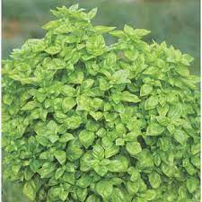 Vegetable Seeds,Garden seeds, Seeds For Planting,Plant Seeds