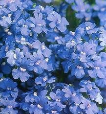 Blue Nemesia Strumosa Flower Seeds for Planting – Cut-Flower Heirloom, Non-GMO, High Germination Garden Seeds