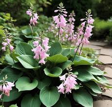 Hosta Flower Seeds for Planting – Sun Loving, Heirloom, Non-GMO, High Germination Organic Garden Seeds