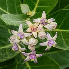 Calotropis Gigantea Flower Seeds for Planting – Cottage Garden Essential, Heirloom, Non-GMO, Organic Garden Seeds