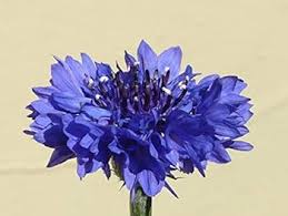 Purple Centaurea Cyanus Flower Seeds for Planting – Heirloom, Non-GMO, High Germination Organic Garden Seeds
