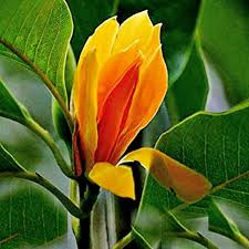 Champaca Flower Seeds – Heirloom, Non-GMO, Colorful Display