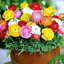 Ranunculus Perennial Flower Seeds for Planting – Heirloom, Non-GMO, Drought Tolerant Organic Garden Seeds
