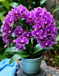 Violet Butterfly Orchid Flower Seeds for Planting – Heirloom, Non-GMO, High Germination Organic Garden Seeds