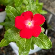 Periwinkle Vinca Red Flower Seeds for Planting – Heirloom, Non-GMO, High Germination Organic Garden Seeds for Borders
