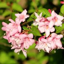 Weigela Flower Seeds for Planting – Heirloom, Non-GMO, Colorful Display Organic Garden Seeds