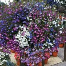 Regatta Flower Seeds for Planting – Wildflower Mix, Heirloom, Non-GMO, High Germination Garden Seeds