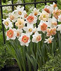 Cream Narcissus Flower Seeds for Planting – Heirloom, Non-GMO, Sun Loving Organic Garden Seeds