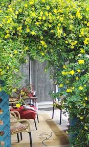 Dolichandra Flower Seeds for Planting – Heirloom, Non-GMO, High Germination Organic Garden Seeds