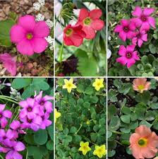 Oxalis Flower Seeds for Planting – Long Bloom Heirloom Non-GMO High Germination Garden Seeds