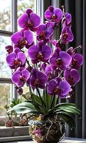 Violet Phalaenopsis Orchid Seeds for Planting – Heirloom, Non-GMO, Drought Tolerant Organic Garden Seeds