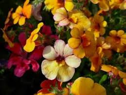 Heirloom Nemesia Carnival Mix Flower Seeds for Planting – Bright Blooms, Non-GMO, High Germination Organic Garden Seeds