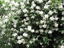 Heirloom Philadelphus Lewisii Flower Seeds for Planting | Non-GMO, High Germination, Organic Garden Seeds